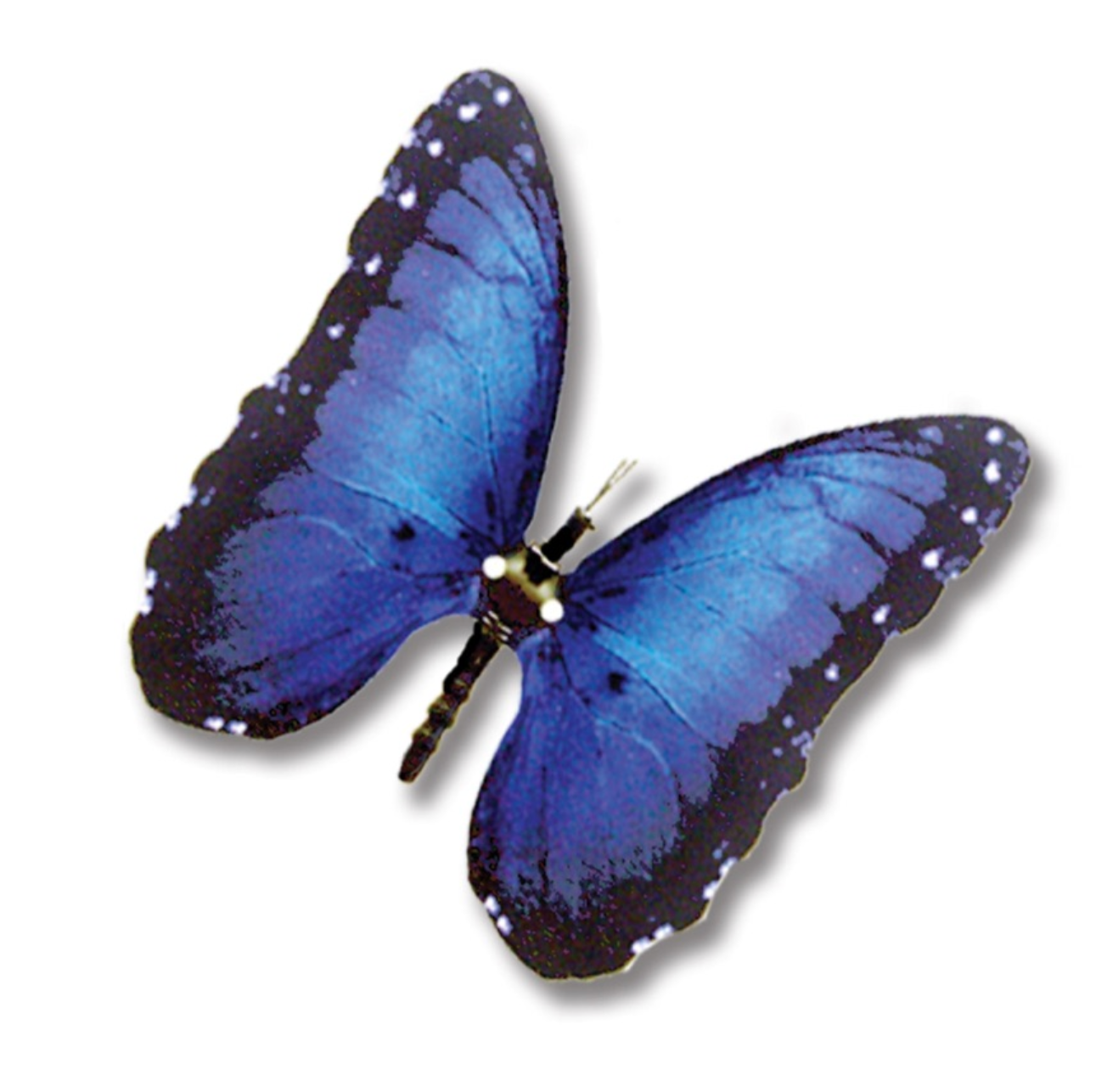 Blue Morpho Butterfly with moving wings